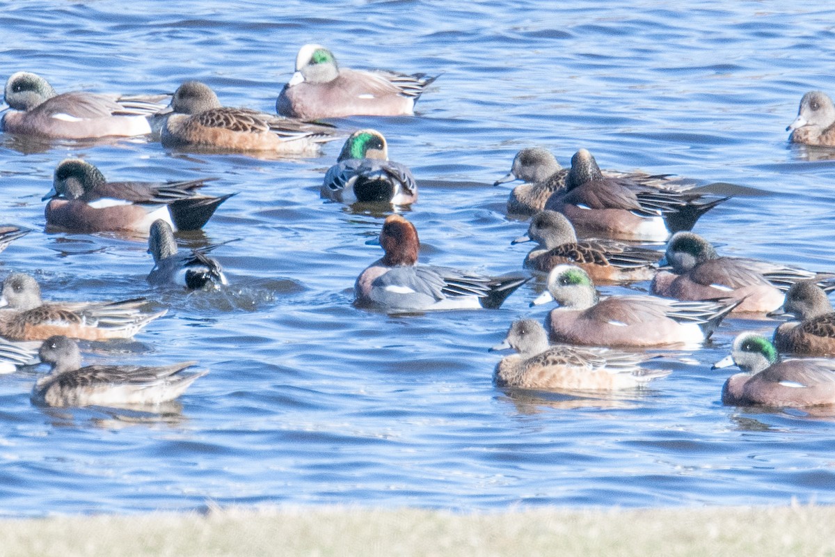 Eurasian Wigeon - ML646138832