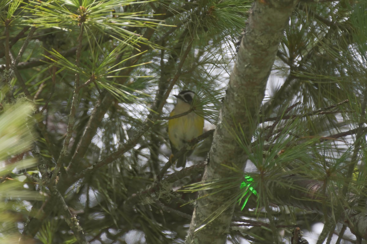 Flamecrest - ML646138833