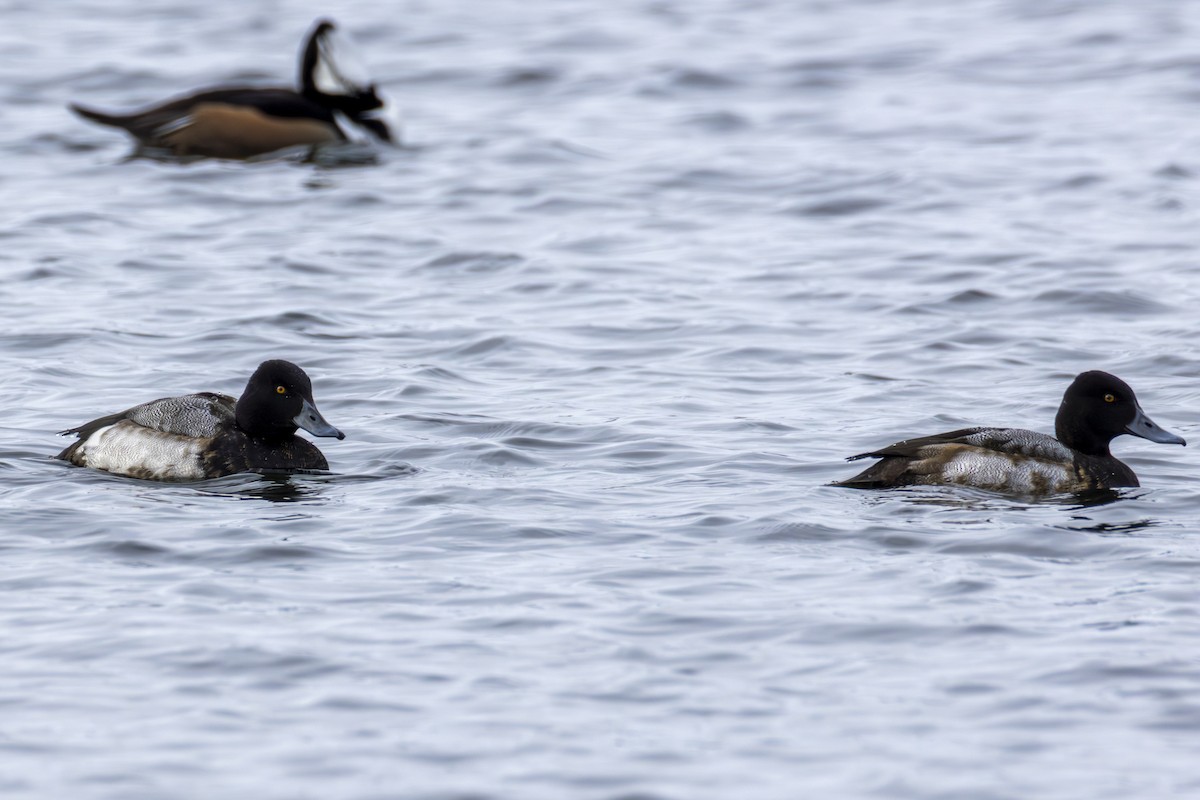 Lesser Scaup - ML646138836