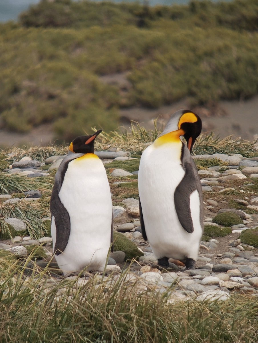 King Penguin - ML646138857