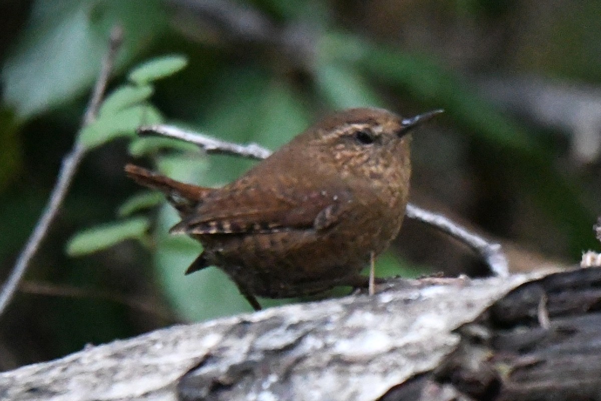 střízlík pacifický - ML646138865