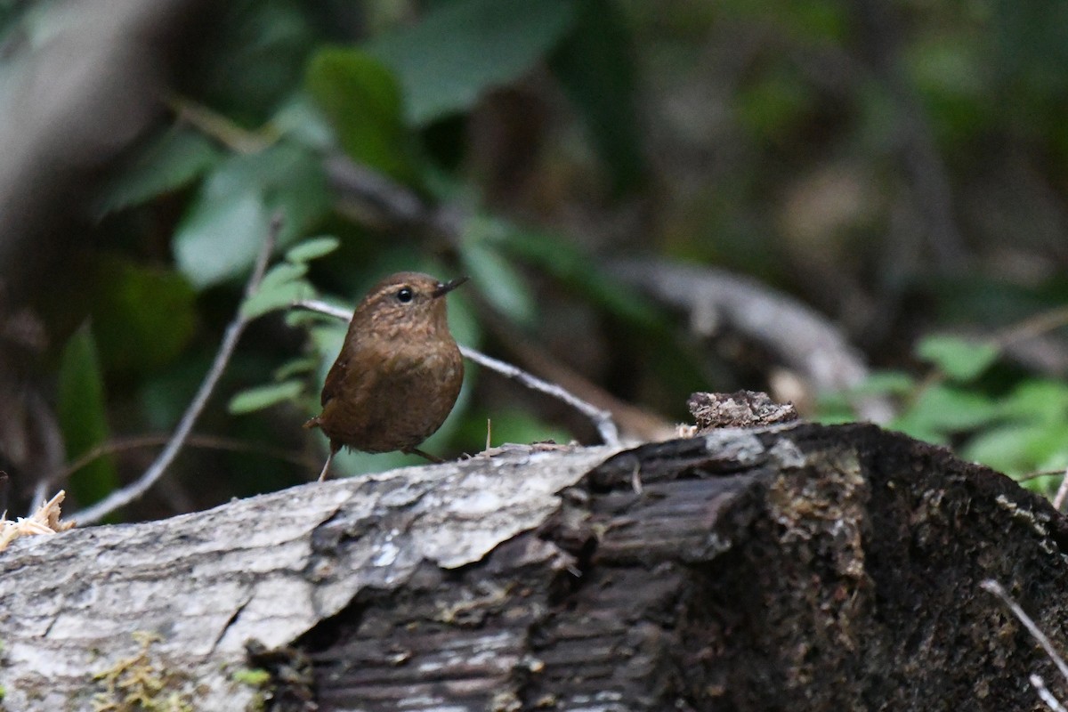 Pacific Wren - ML646138866