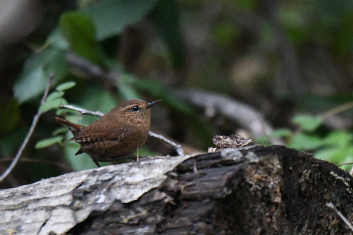 Pacific Wren - ML646138868
