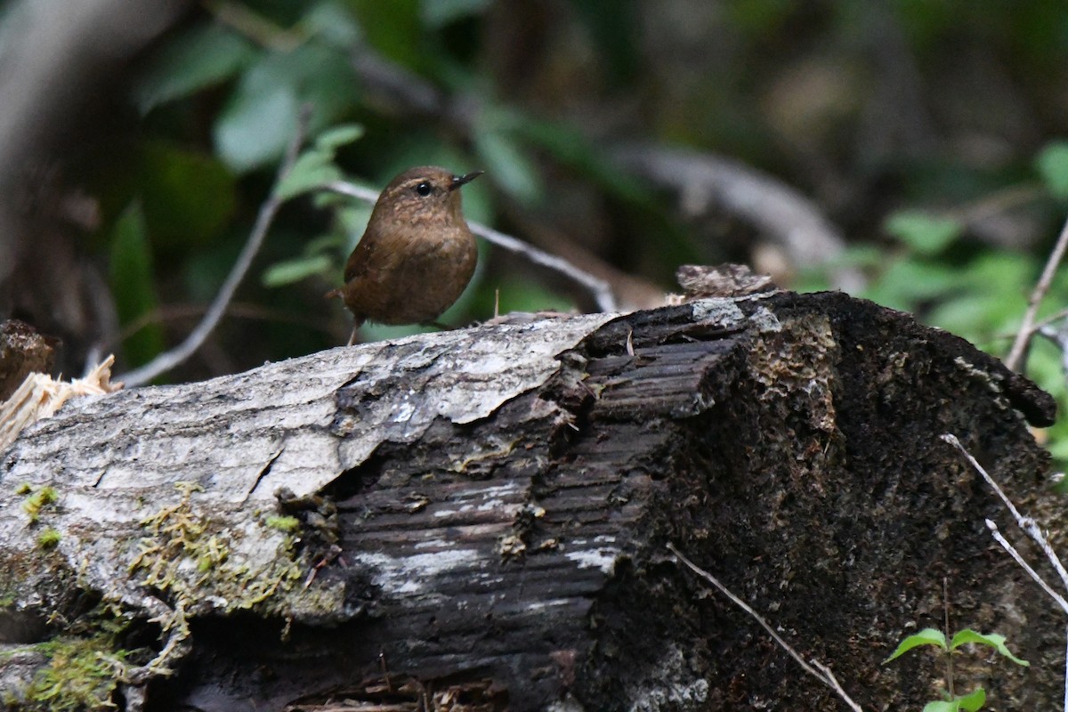 Pacific Wren - ML646138869