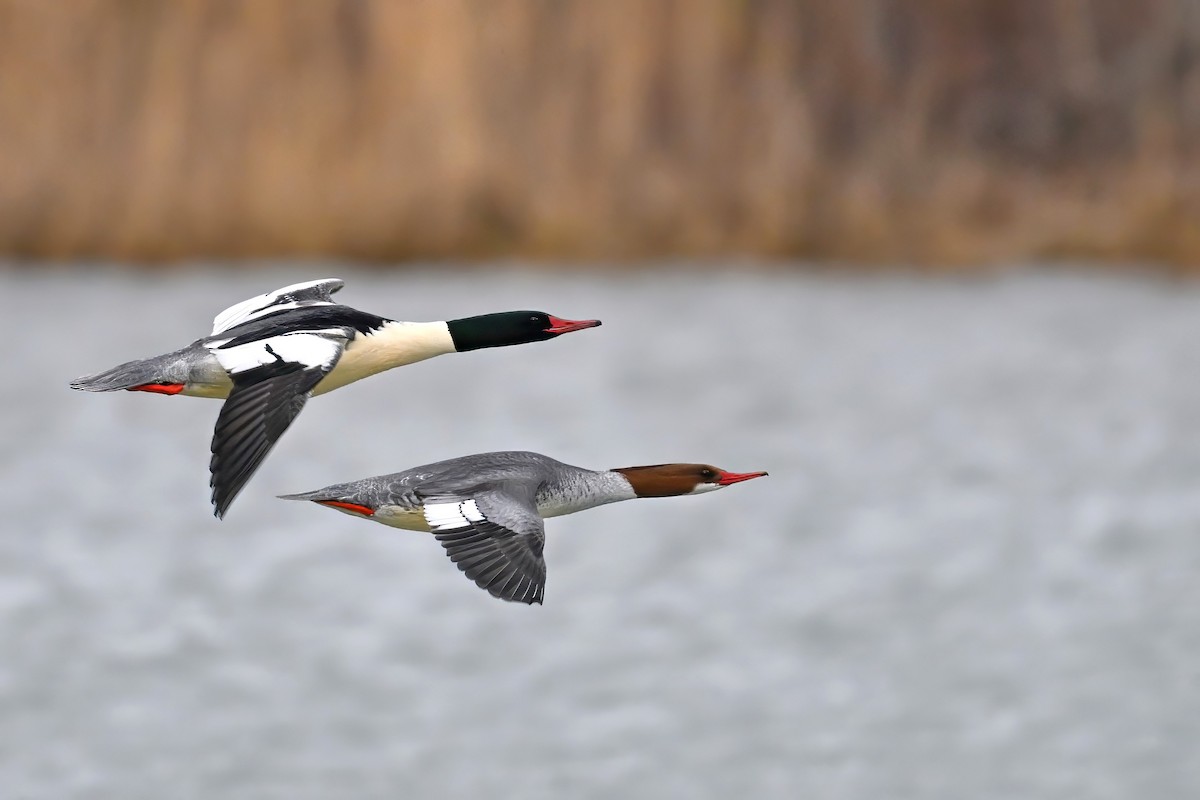 Smergo maggiore - ML646138880