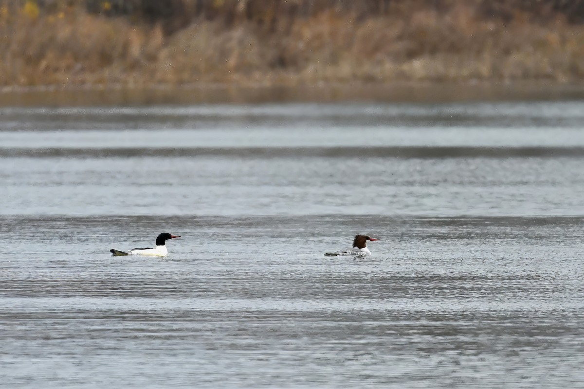 Smergo maggiore - ML646138883