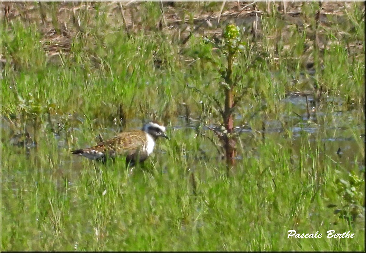 アメリカムナグロ - ML646138884