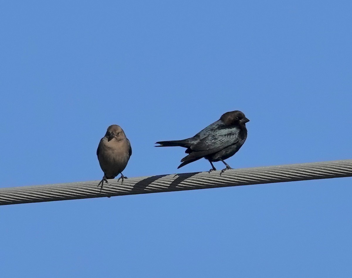 שחרורית חומת-ראש - ML646138901