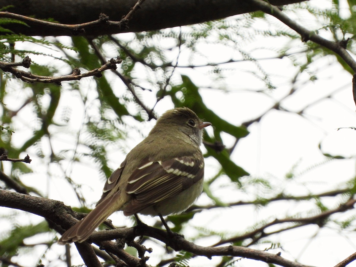 Small-billed Elaenia - ML646138905
