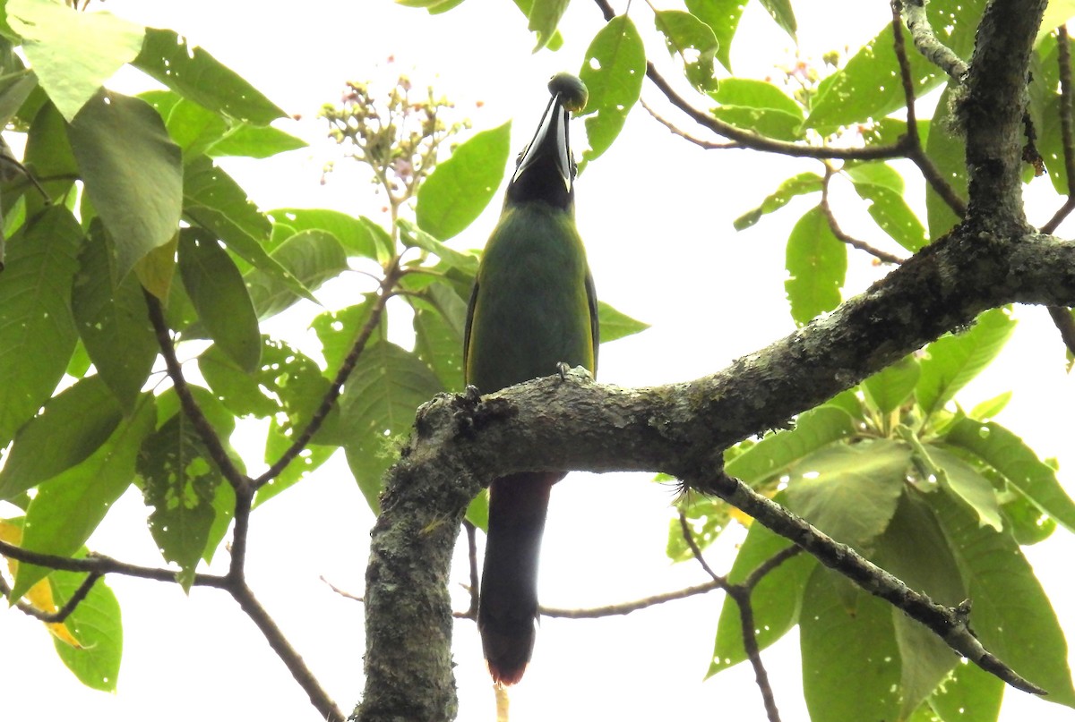 Southern Emerald-Toucanet - ML646138913