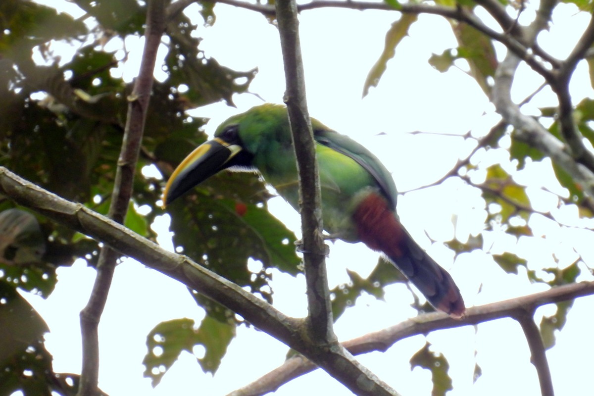 Southern Emerald-Toucanet - ML646138914