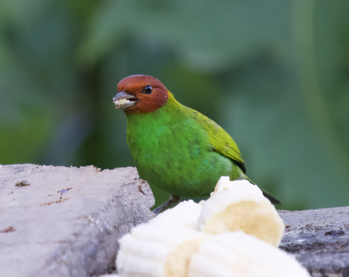 Bay-headed Tanager (Bay-and-green) - ML646138915