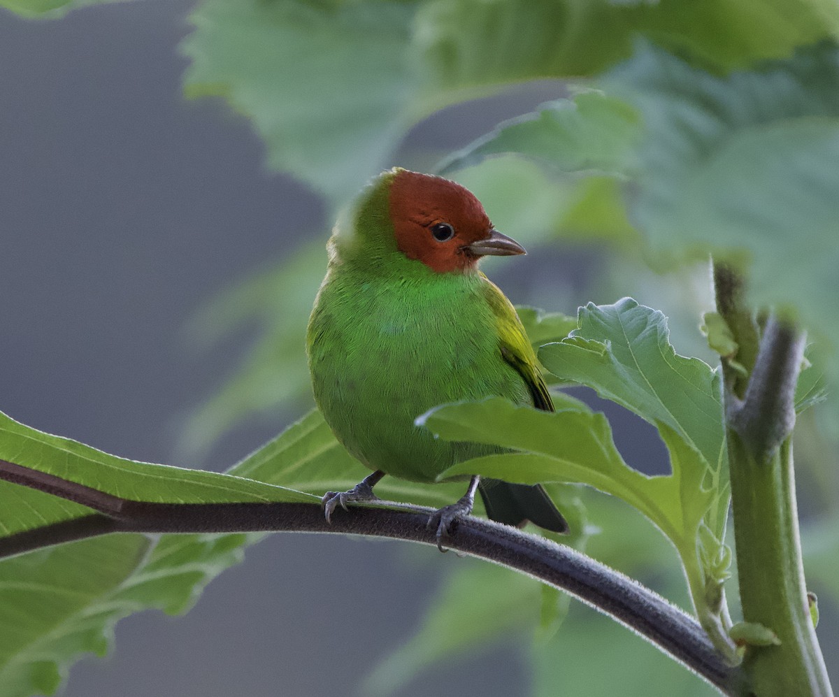 Bay-headed Tanager (Bay-and-green) - ML646138916