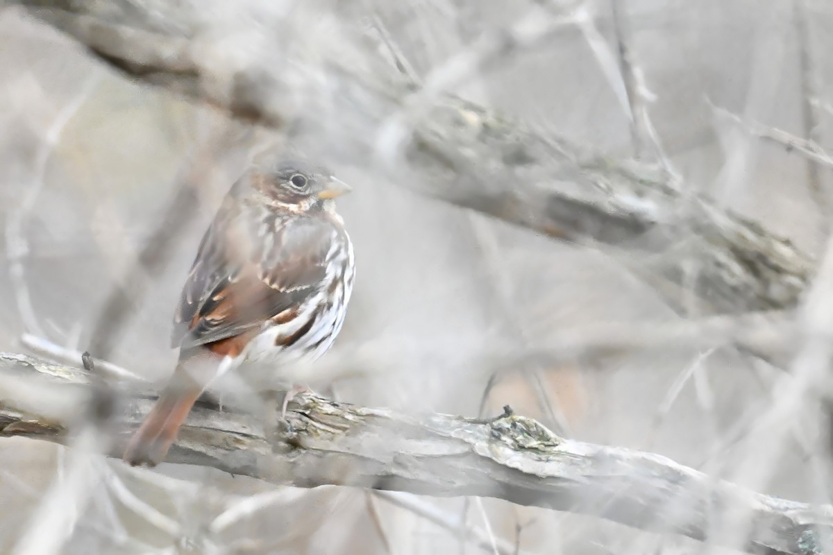 Fox Sparrow - ML646138919