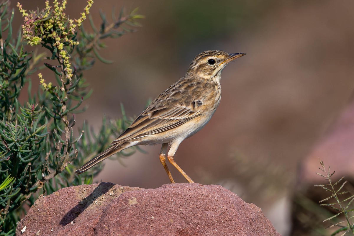 Paddyfield Pipit - ML646138921