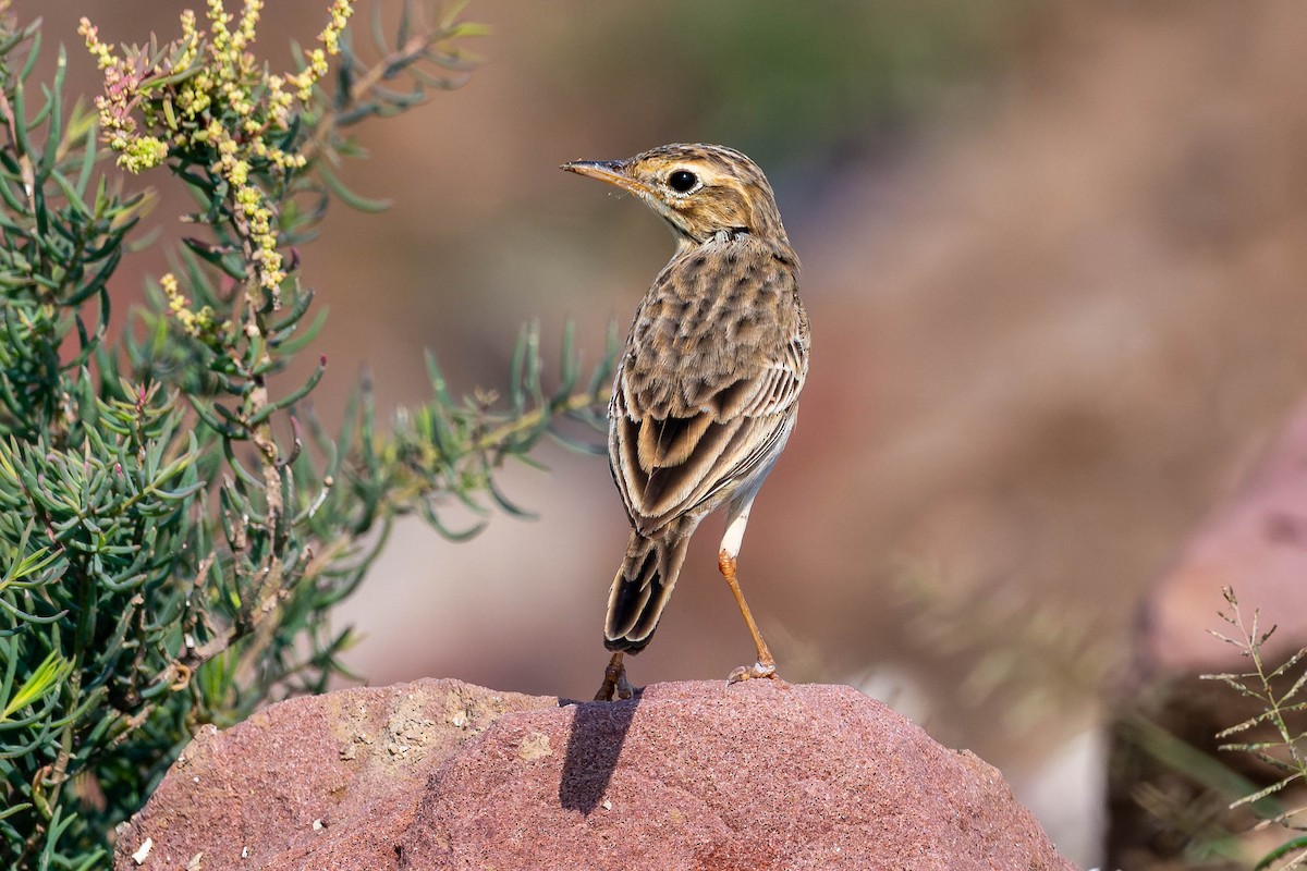 Paddyfield Pipit - ML646138922