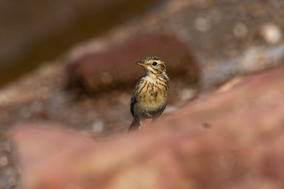 Paddyfield Pipit - ML646138923