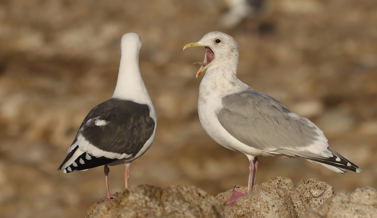 Iceland Gull (Thayer's) - ML646138924