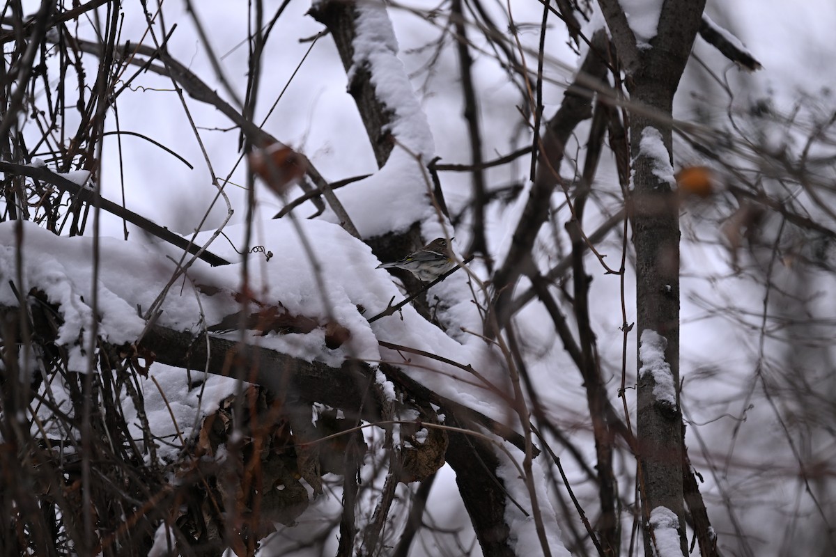 Yellow-rumped Warbler - ML646138925