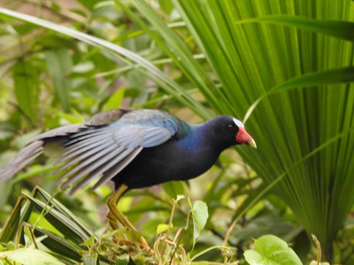 Purple Gallinule - ML646138927