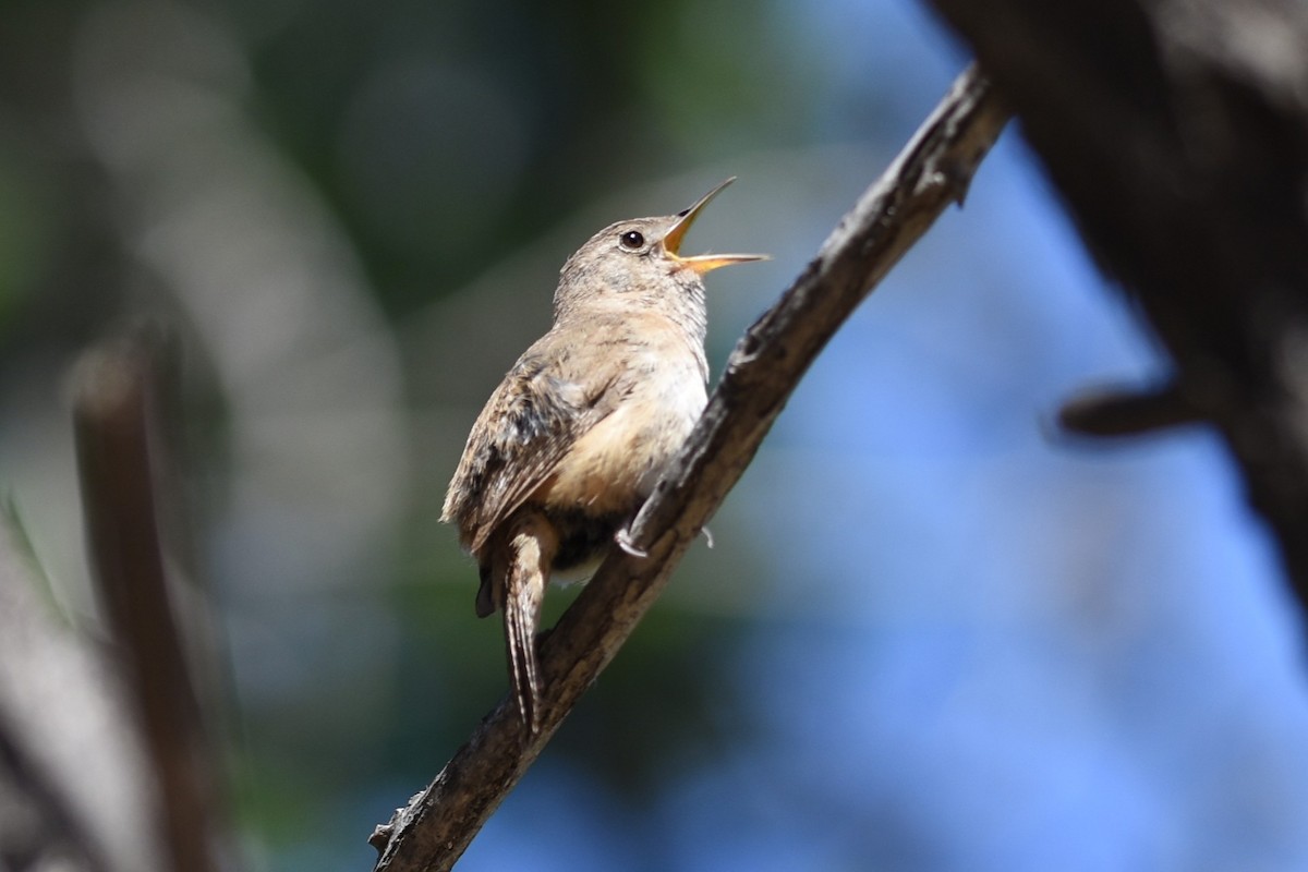 Southern House Wren - ML646138928