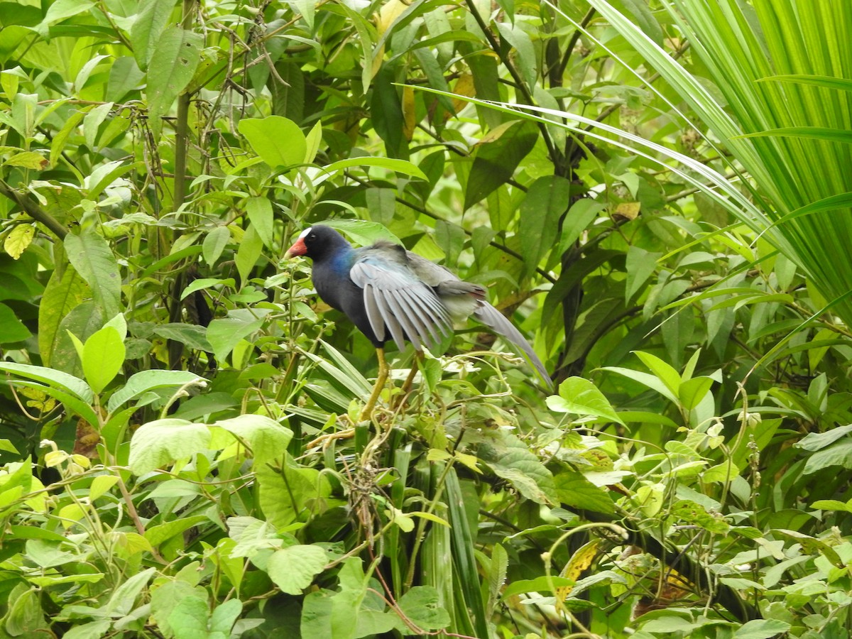 Purple Gallinule - ML646138929