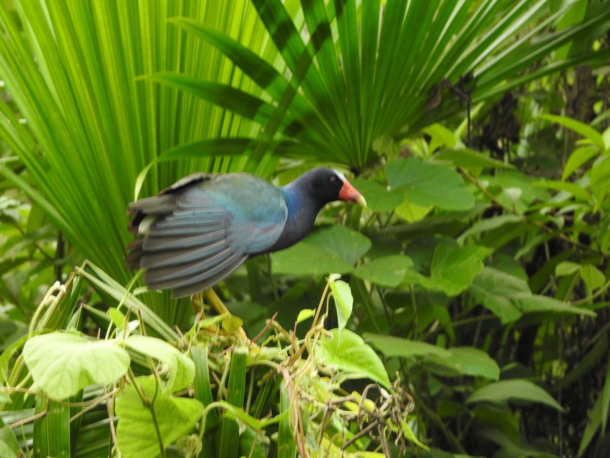 Purple Gallinule - ML646138930