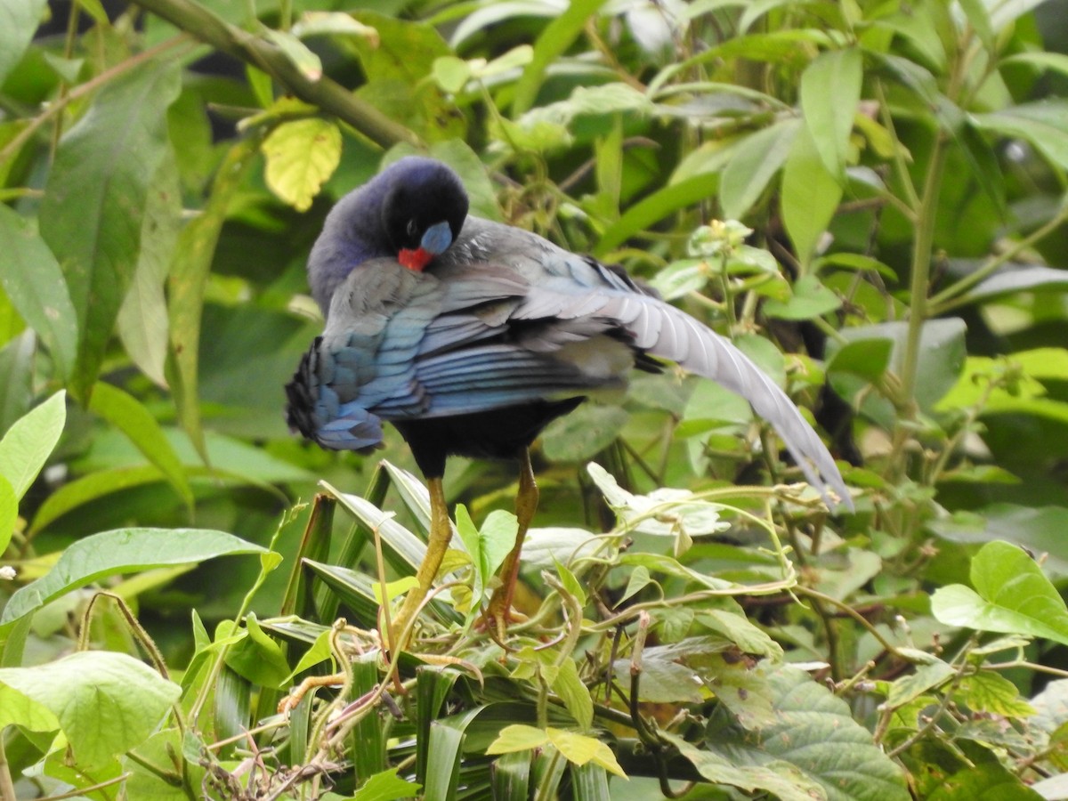 Purple Gallinule - ML646138931