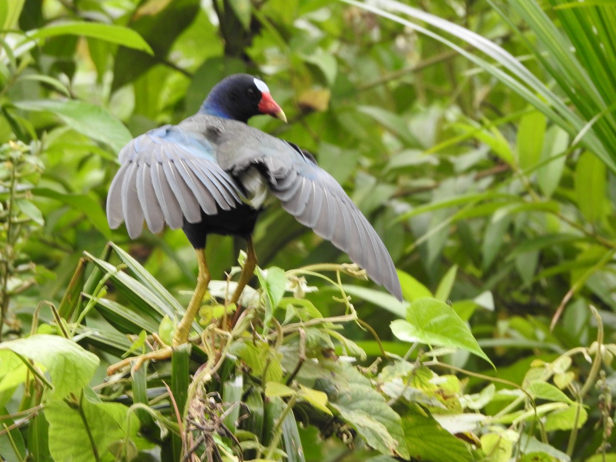 Purple Gallinule - ML646138932