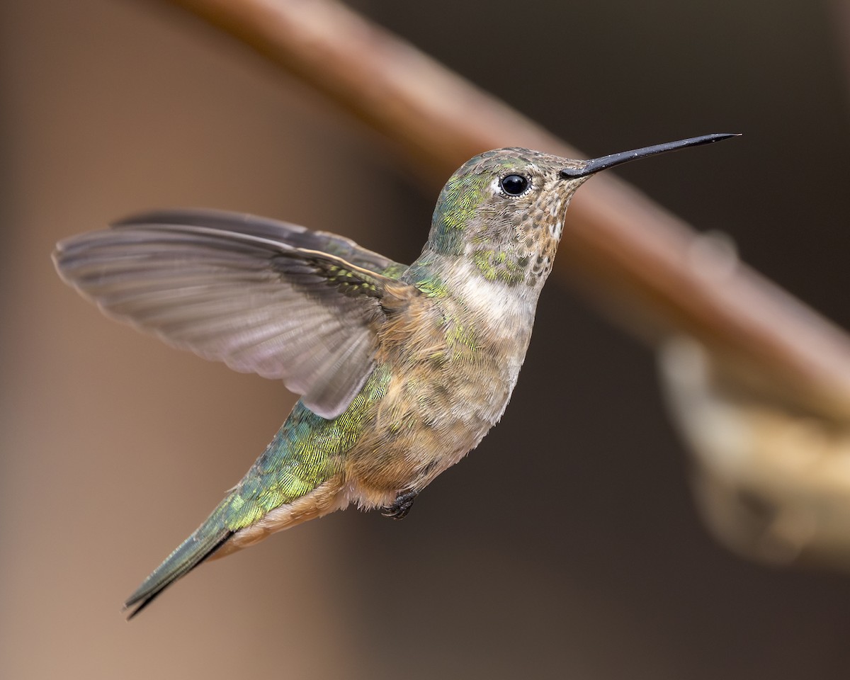 Broad-tailed Hummingbird - ML646138958