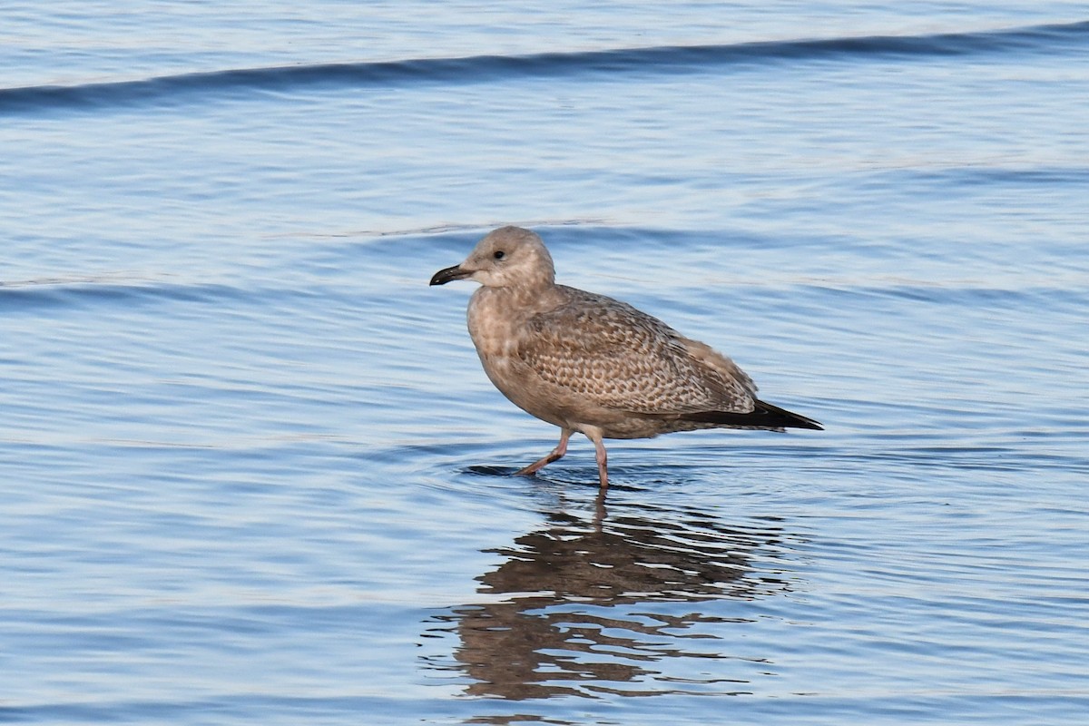 racek polární - ML646138961