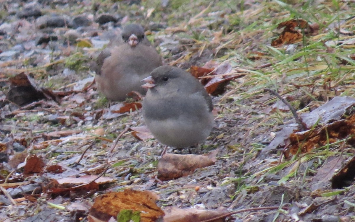 Dark-eyed Junco - ML646138966
