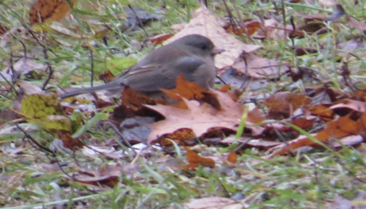 Dark-eyed Junco - ML646138967