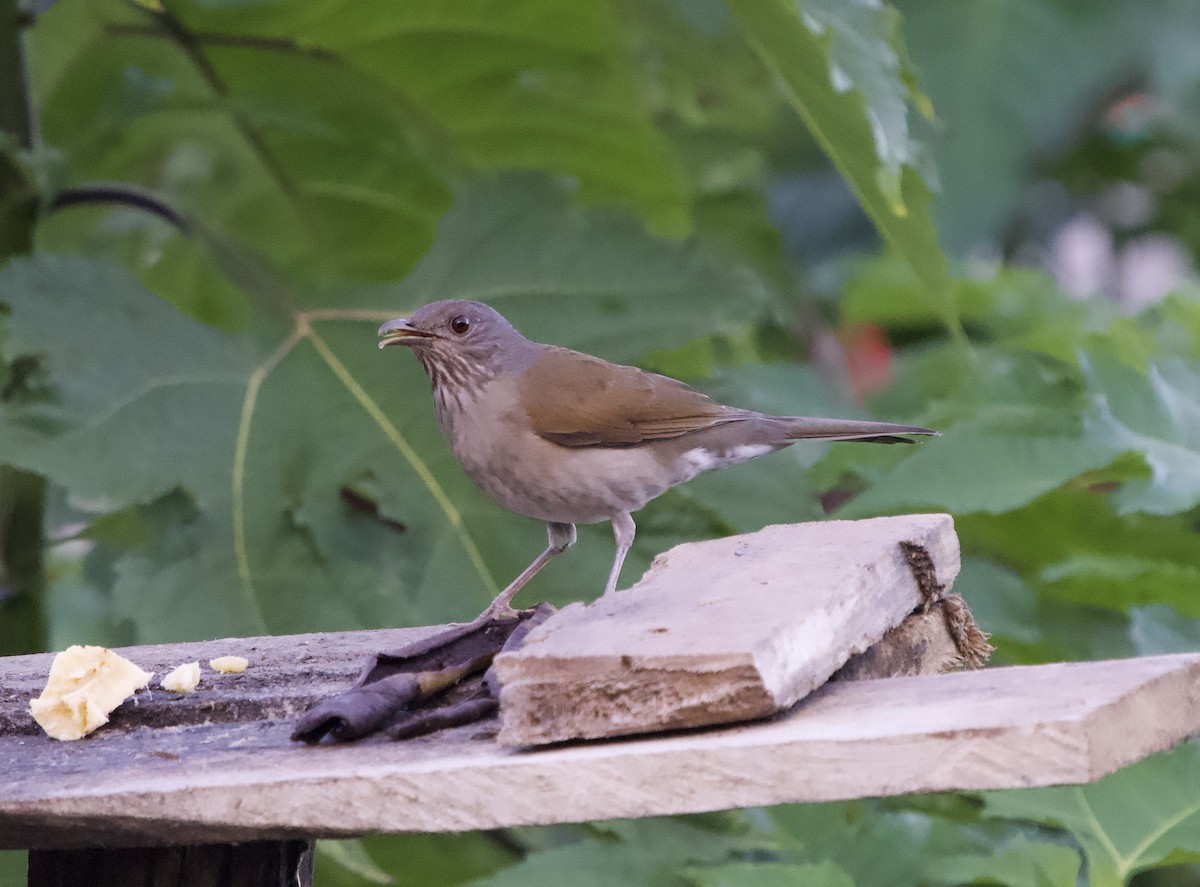 Pale-breasted Thrush - ML646138969