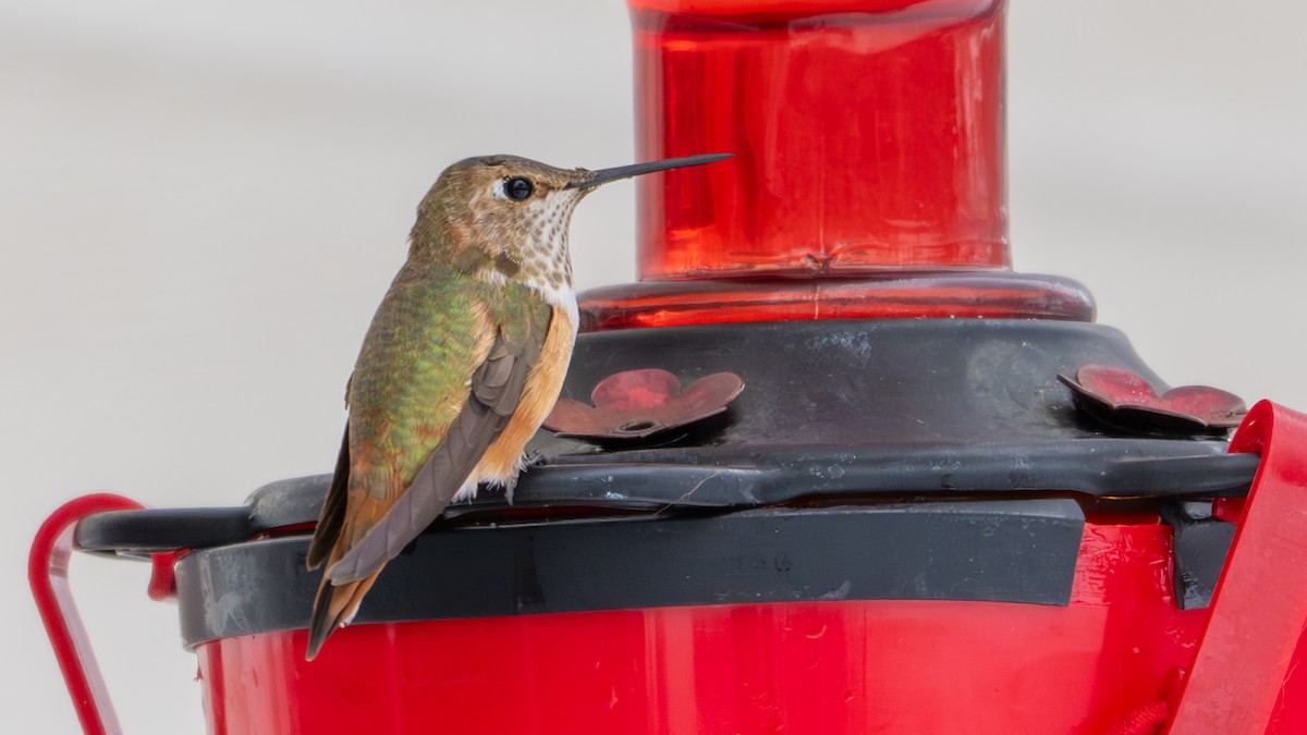 Rufous Hummingbird - ML646138975