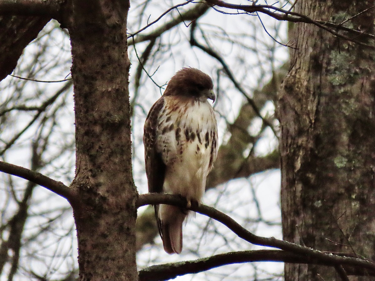 Red-tailed Hawk - ML646138980