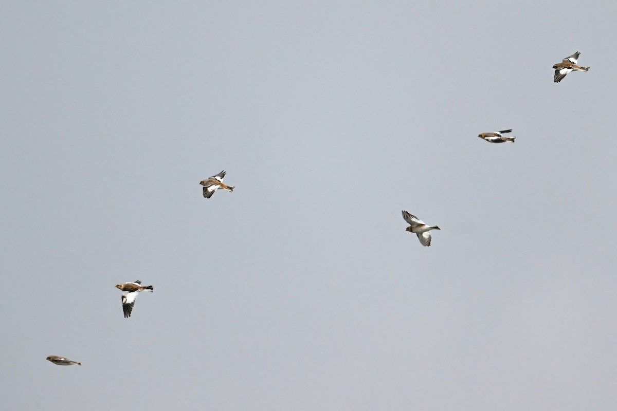 Zigolo delle nevi - ML646138981