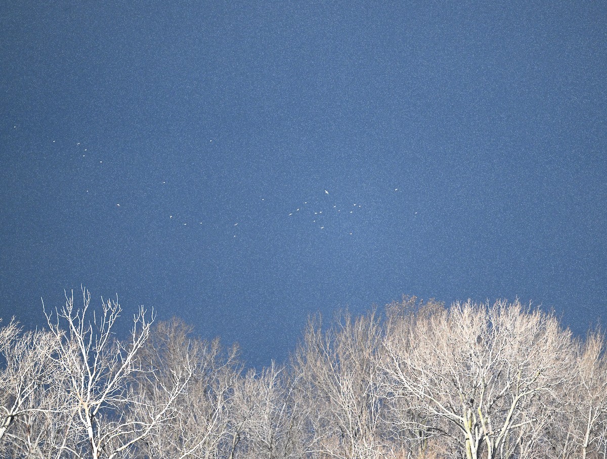 Zigolo delle nevi - ML646138982