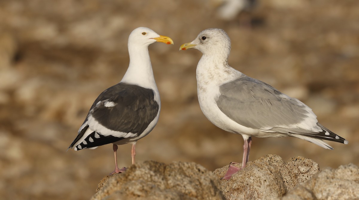 Iceland Gull (Thayer's) - ML646138983