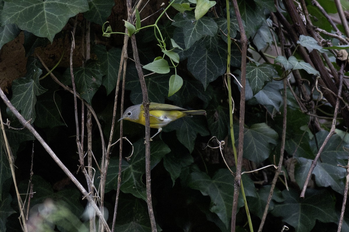 Nashville Warbler - ML646138988