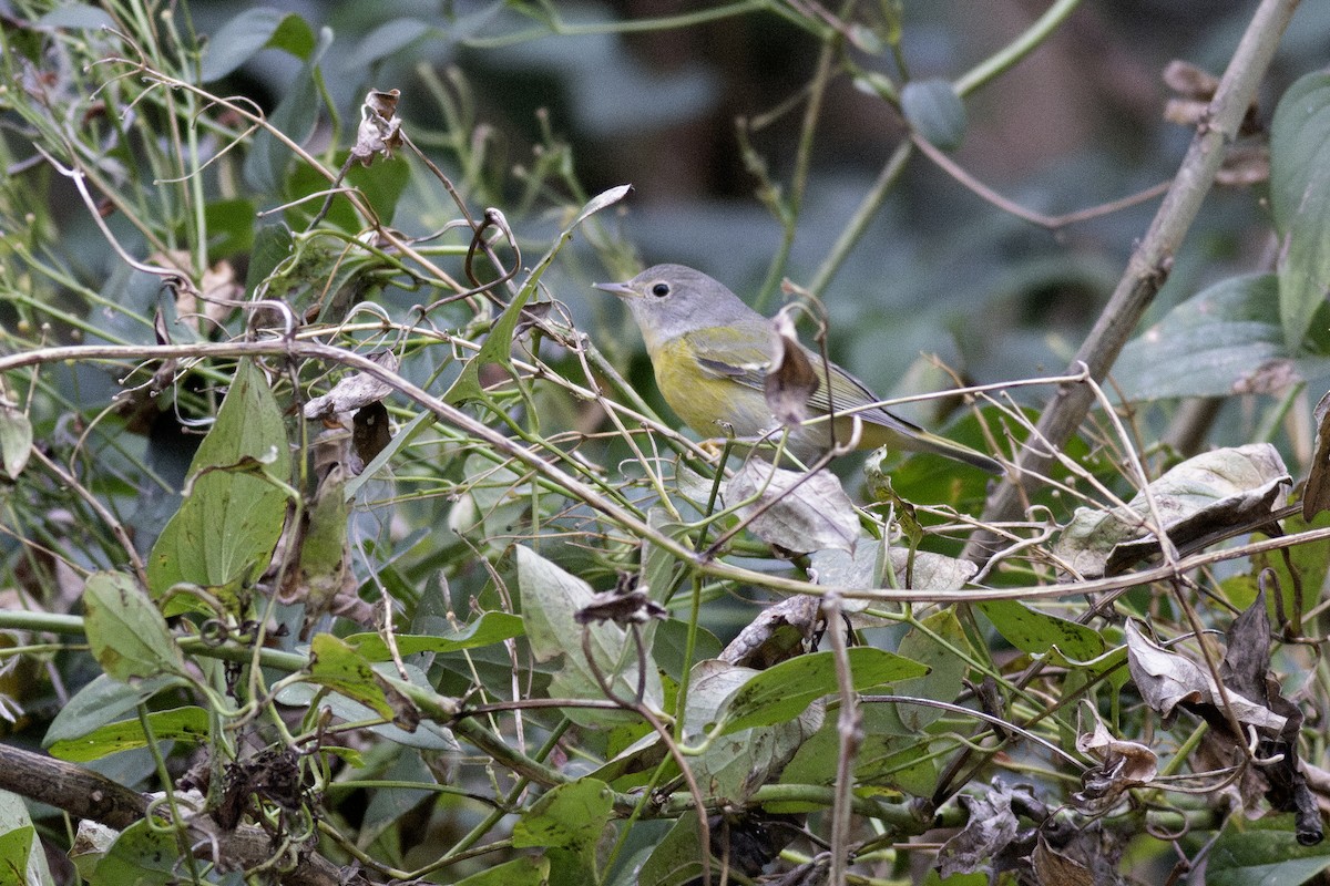 Nashville Warbler - ML646138989