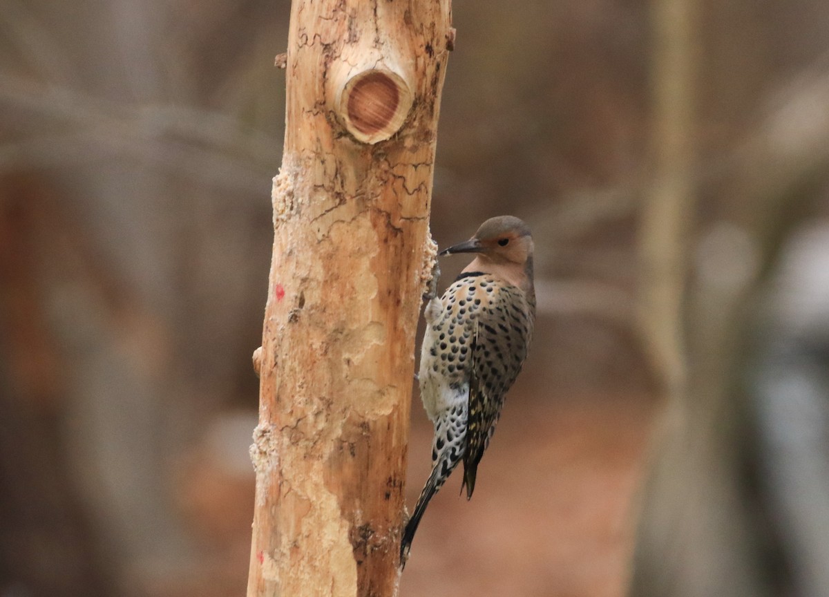 Northern Flicker - ML646138990