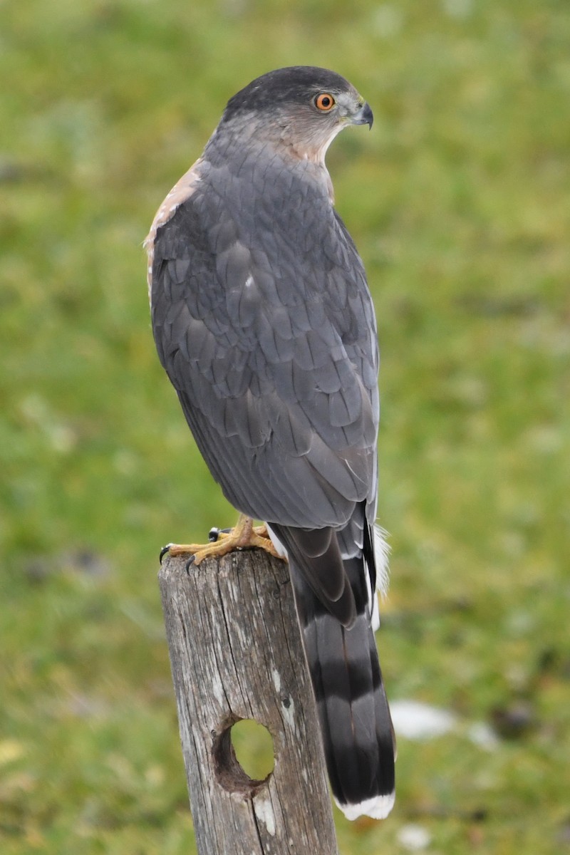 Cooper's Hawk - ML646138991