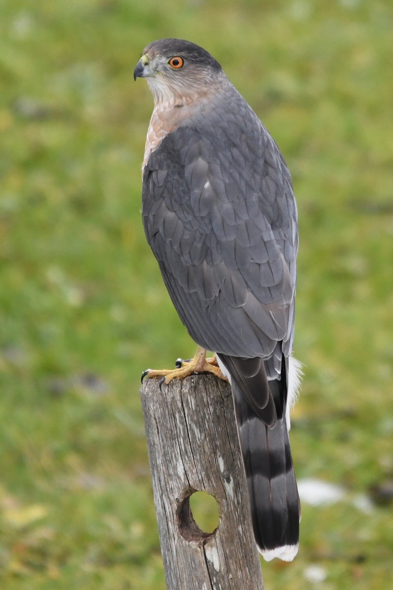 Cooper's Hawk - ML646138992