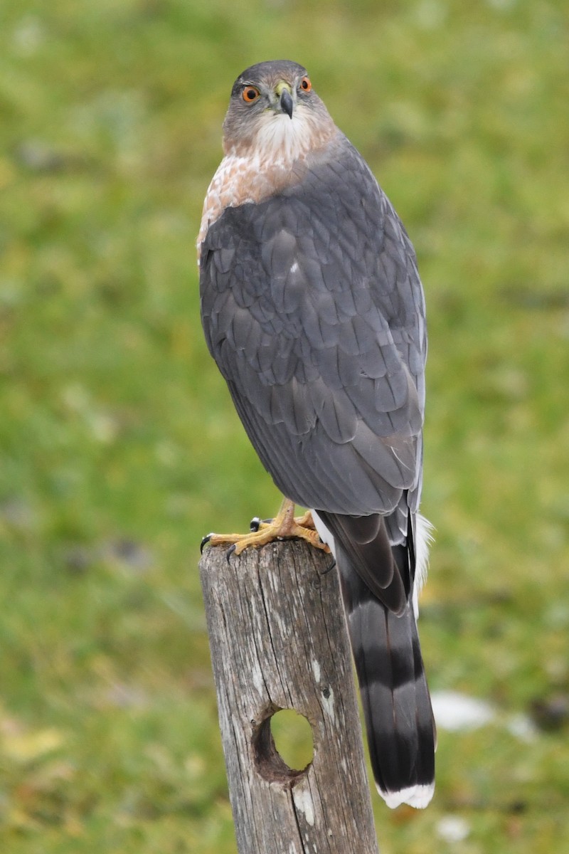 Cooper's Hawk - ML646138993