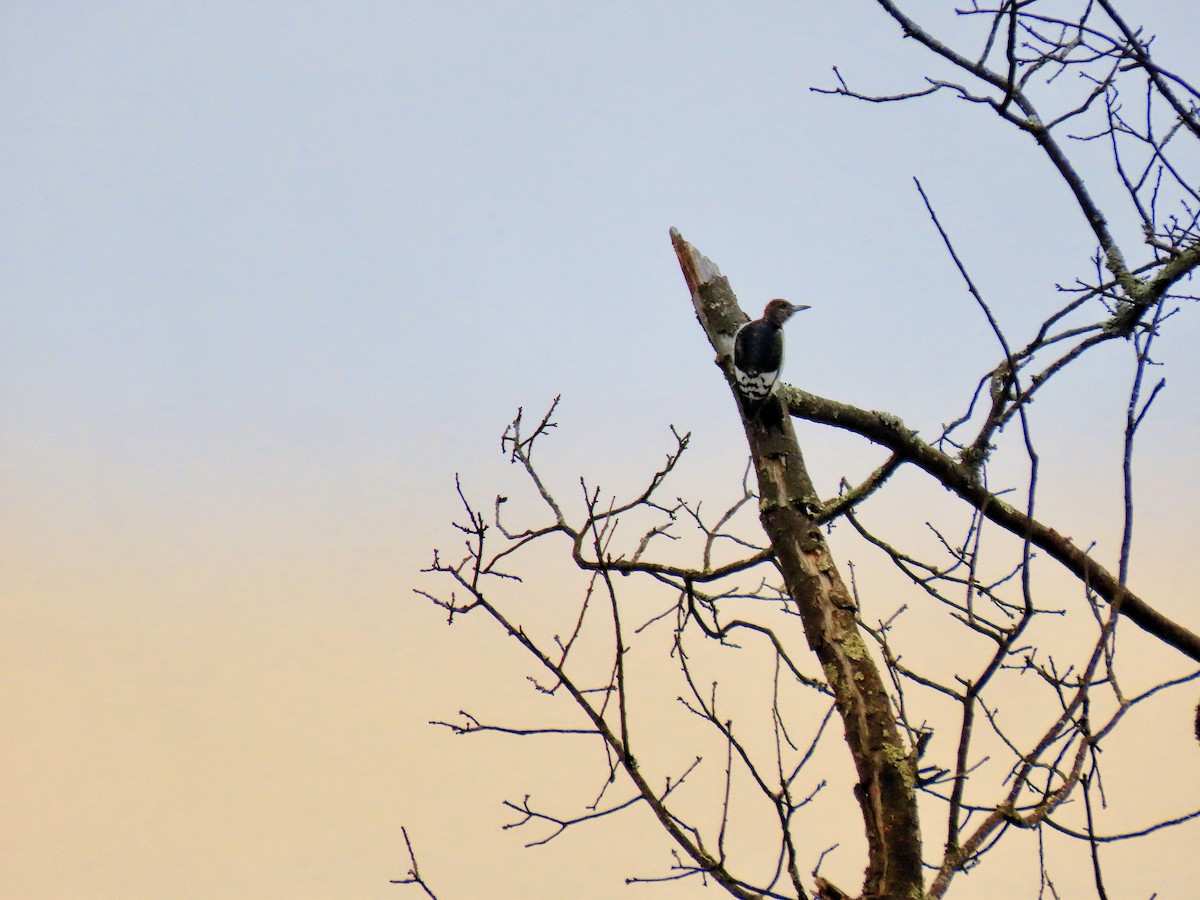 Red-headed Woodpecker - ML646138996