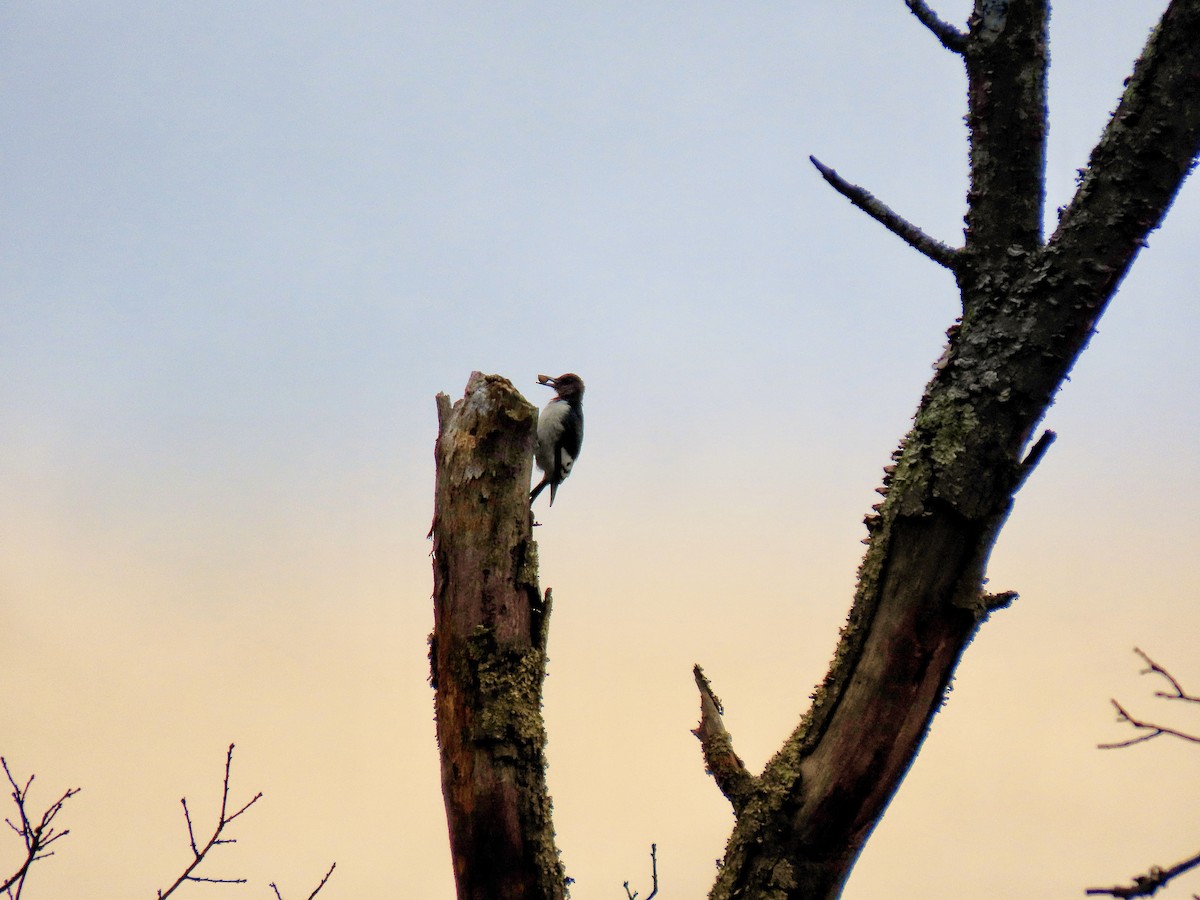 Red-headed Woodpecker - ML646138997