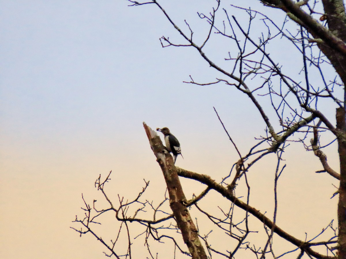 Red-headed Woodpecker - ML646138998