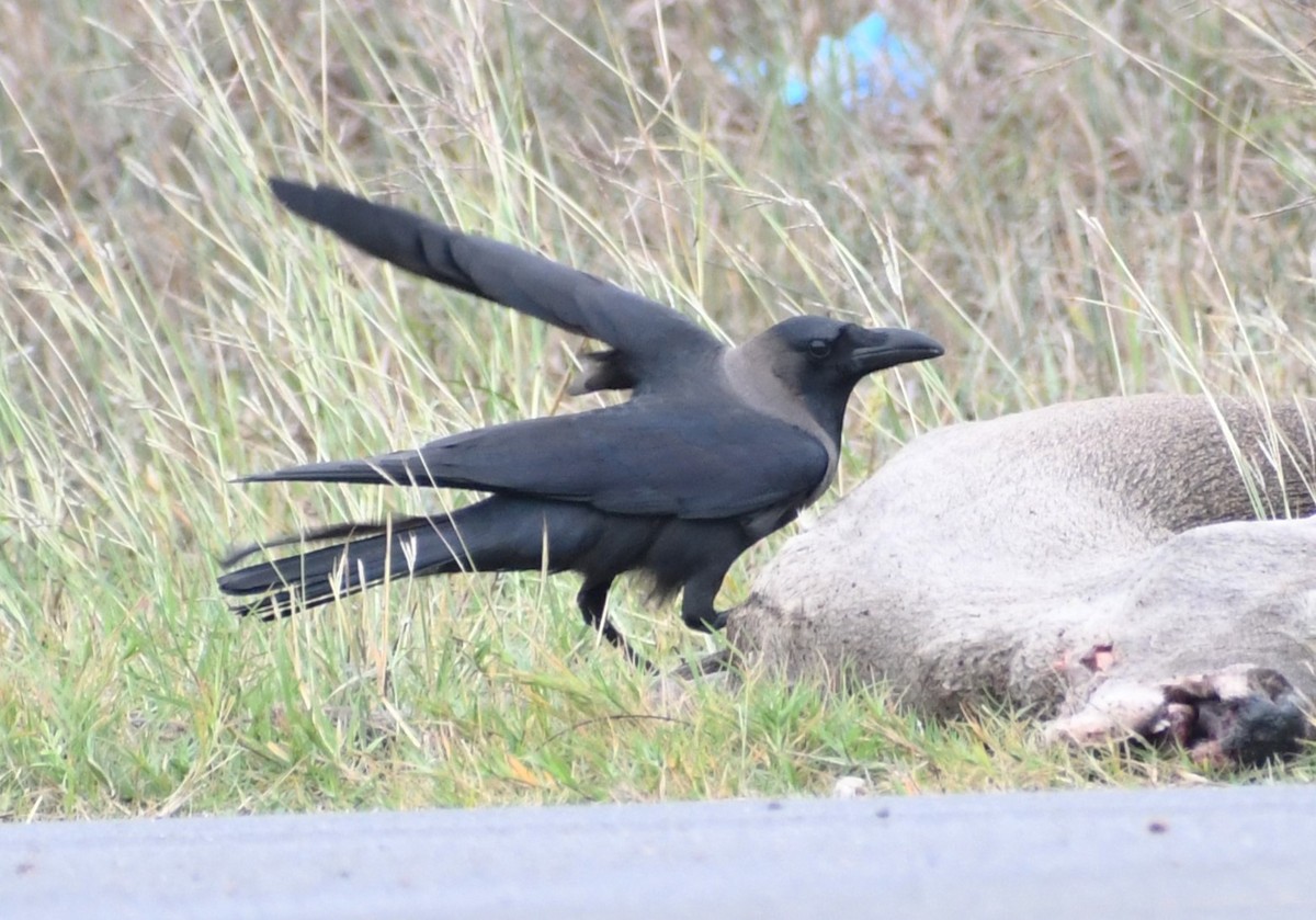 House Crow - ML646139007