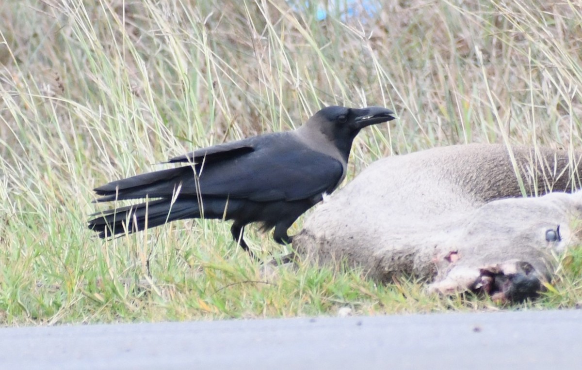 House Crow - ML646139008